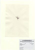 藏品(長枝沙菜)的圖片